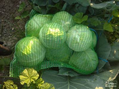 فروش کلم برگی سفید