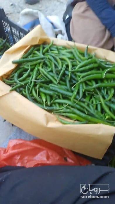 فروش فلفل شمشیری