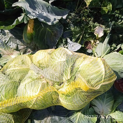 فروش کلم برگی سفید