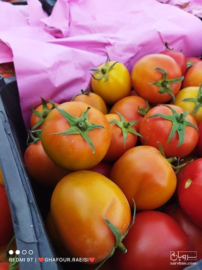 فروش گوجه فرنگی