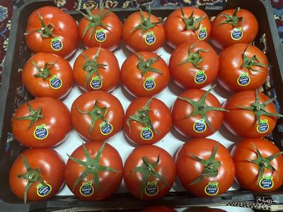 فروش گوجه فرنگی خوشه ای هیدروپونیک