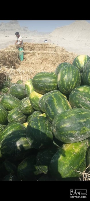 فروش هندوانه بیضی