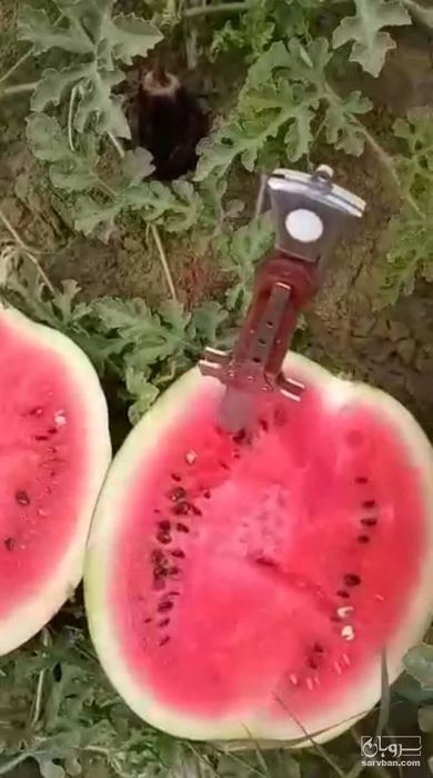 فروش هندوانه گرد