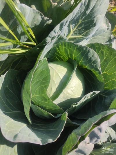 فروش کلم برگی سفید