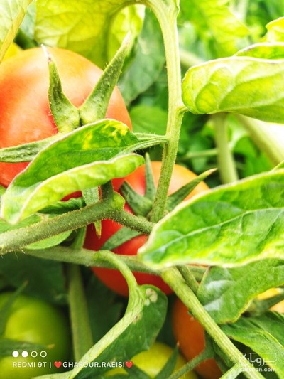 فروش گوجه فرنگی