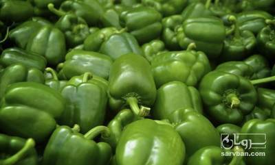 فروش فلفل دلمه ای