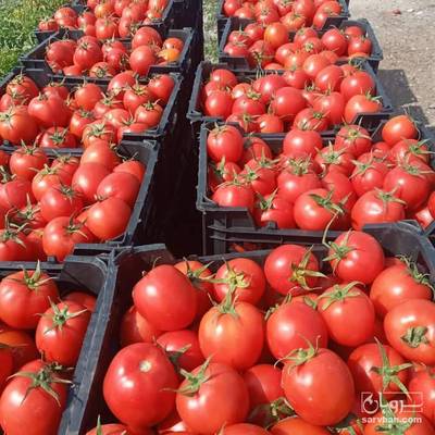 فروش گوجه فرنگی