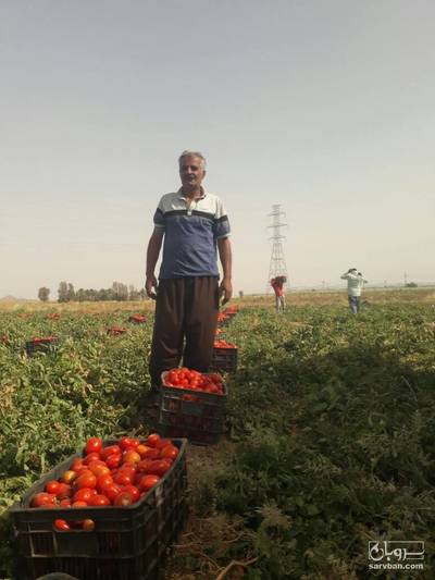 فروش گوجه فرنگی