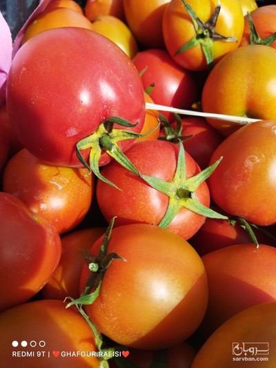 فروش گوجه فرنگی