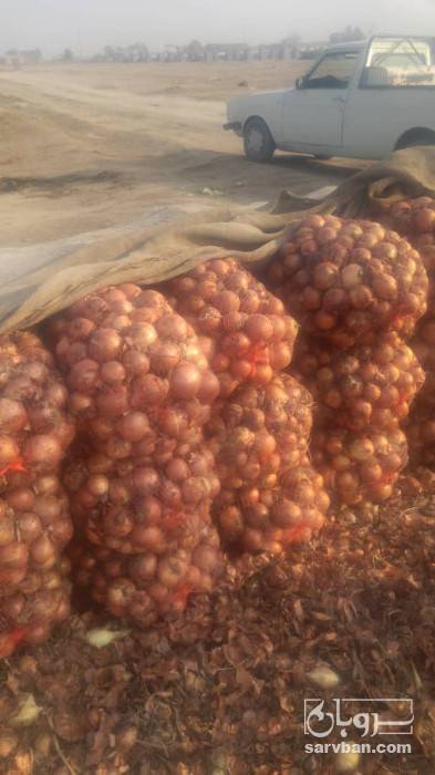 فروش پیاز زرد