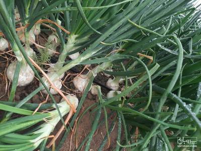 فروش پیاز سفید