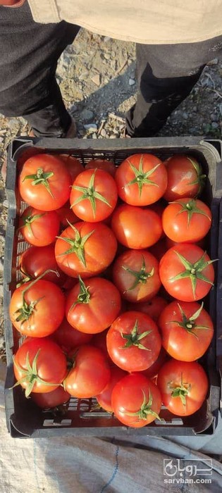 فروش گوجه فرنگی