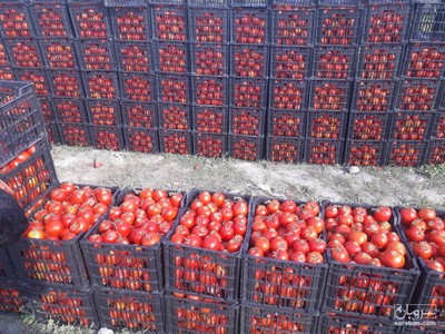 فروش گوجه فرنگی