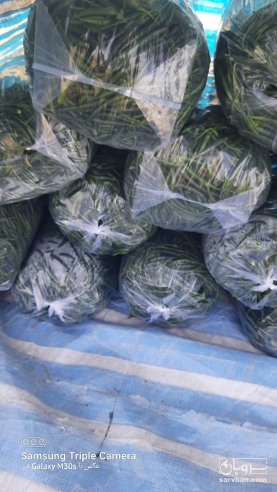 فروش فلفل شمشیری