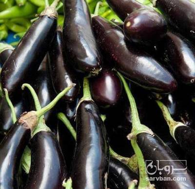فروش بادمجان قلمی