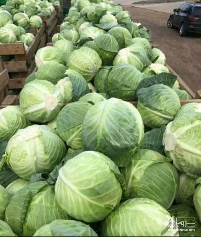 فروش کلم برگی سفید