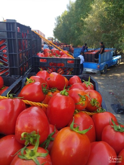 فروش گوجه فرنگی