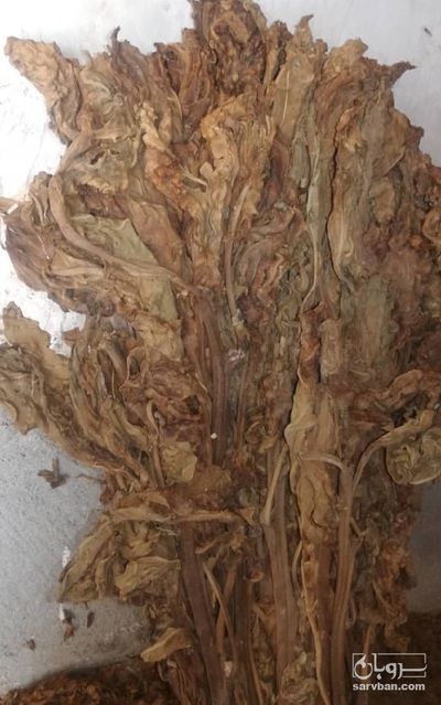 فروش تنباکو