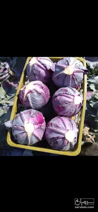 فروش کلم قرمز