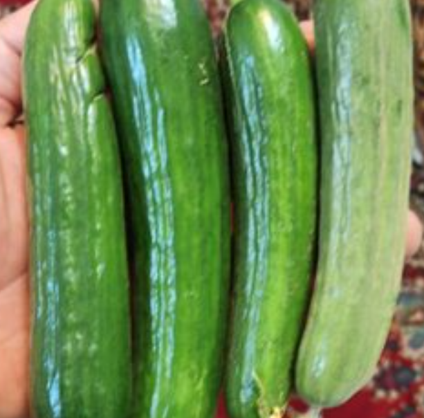 فروش خیار سبز هوای ازاد