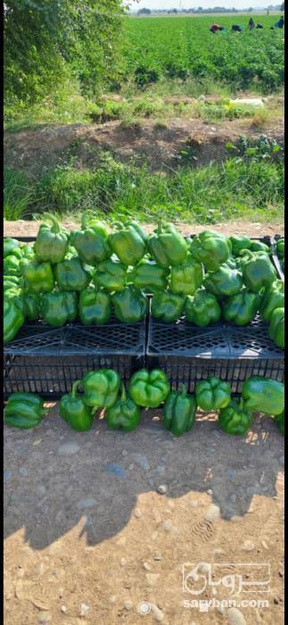 فروش فلفل دلمه ای