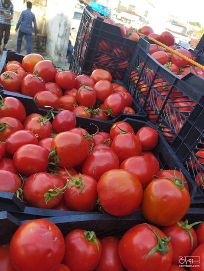 فروش گوجه فرنگی