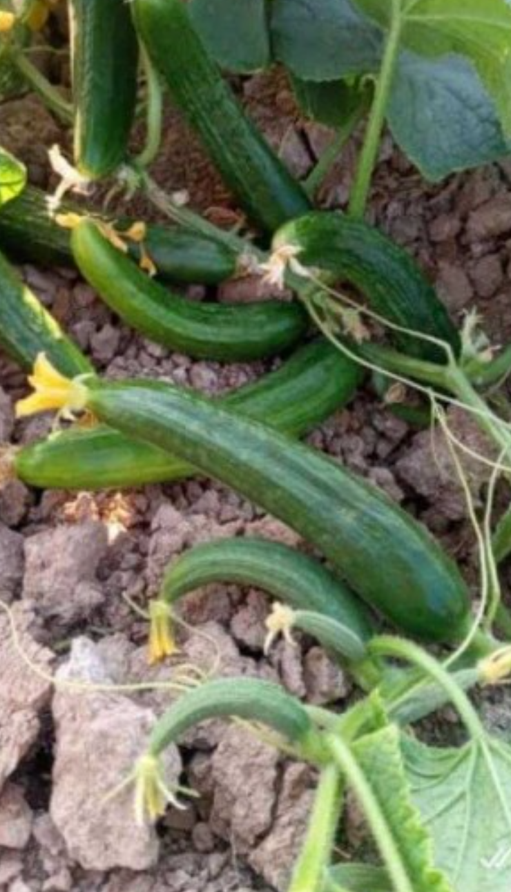 فروش خیار سبز هوای ازاد