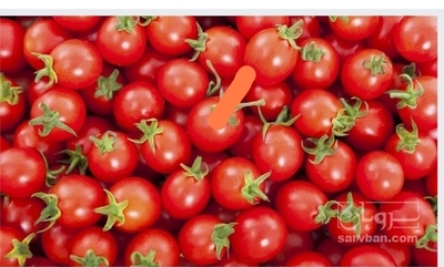 فروش گوجه فرنگی