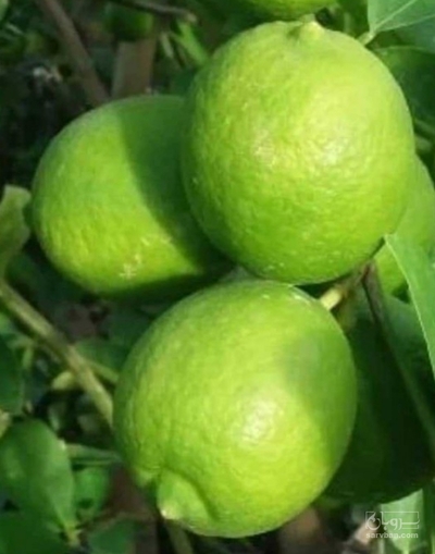 فروش لیمو ترش