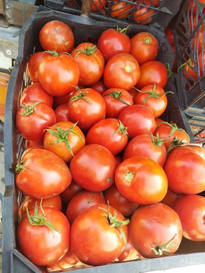 فروش گوجه فرنگی