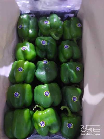 فروش فلفل دلمه ای