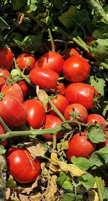 فروش گوجه فرنگی