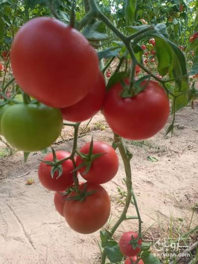 فروش گوجه فرنگی