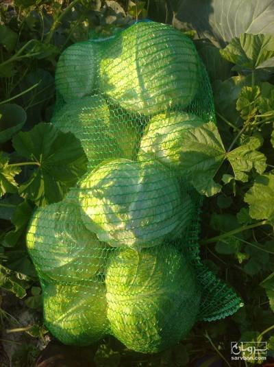 خرید کلم برگی سفید