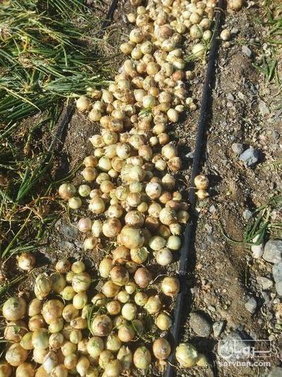 فروش پیاز سفید