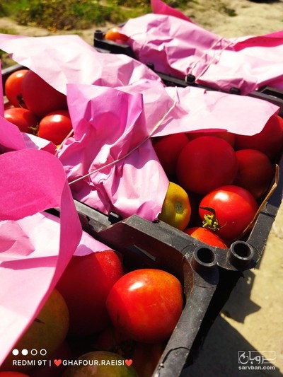 فروش گوجه فرنگی