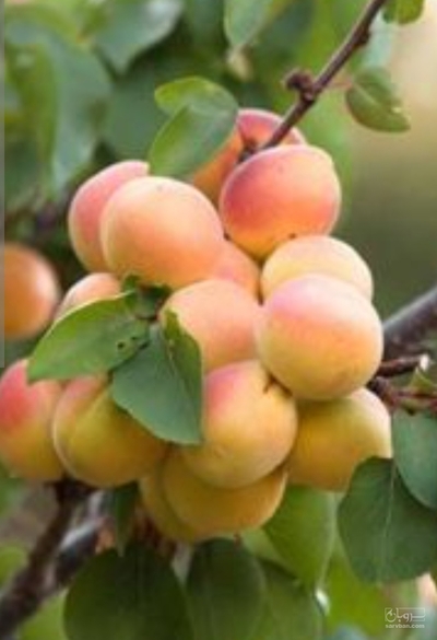 فروش زردآلو