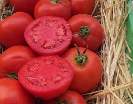 فروش گوجه فرنگی برو بیو