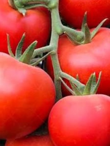 فروش گوجه فرنگی دافنیس