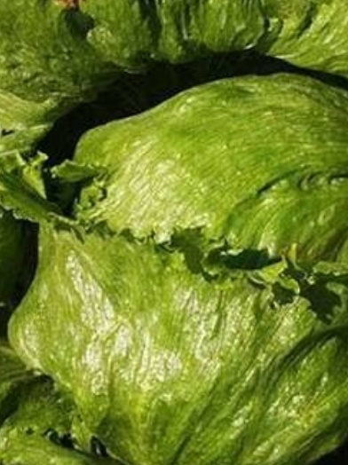 فروش کاهو ایسبرگ - آیسبرگ