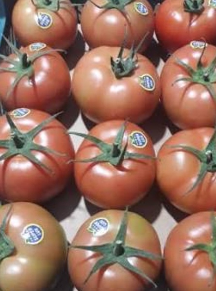 فروش گوجه فرنگی 4129