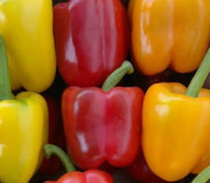 فروش فلفل دلمه ای