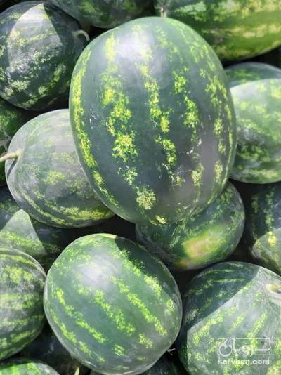 فروش هندوانه گرد