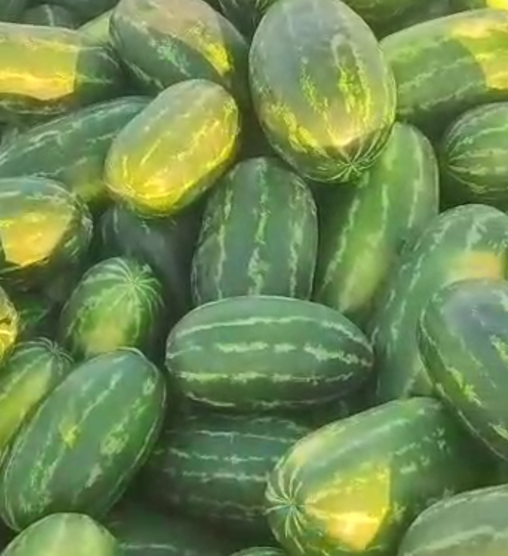 فروش هندوانه بیضی فله