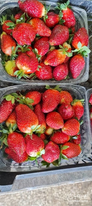 فروش توت فرنگی