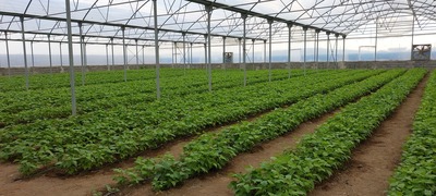 فروش لوبیا سبز