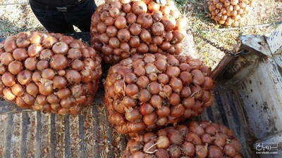 فروش پیاز زرد