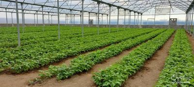 فروش لوبیا سبز