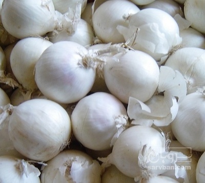 فروش پیاز سفید