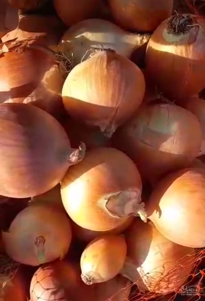 فروش پیاز زرد